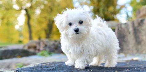 maltese breeders in australia.